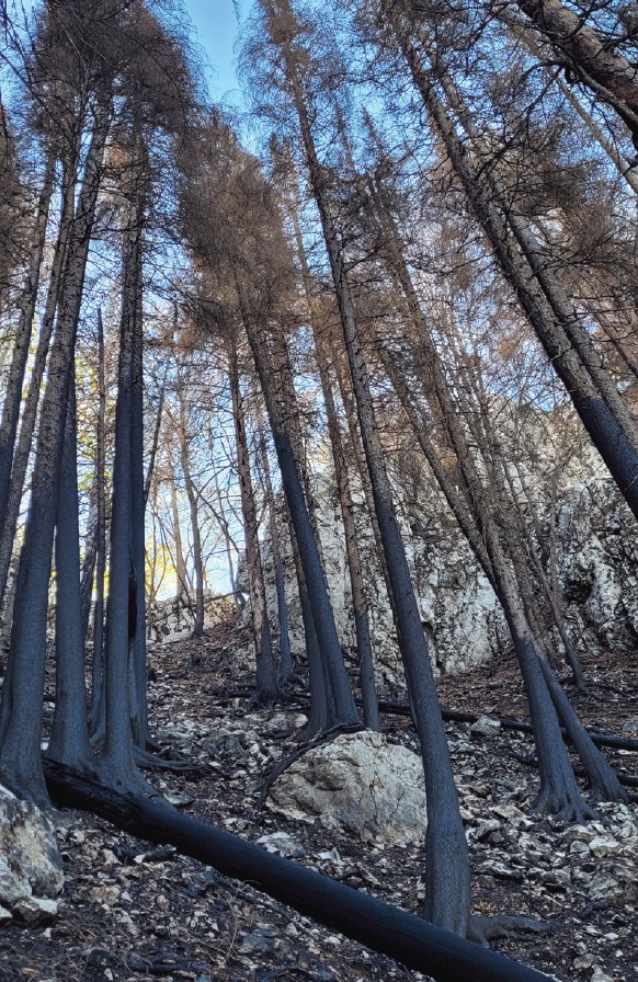 Mataruga_et_Milanovic_cover